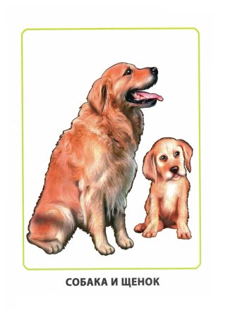 Собака для дошкольников
