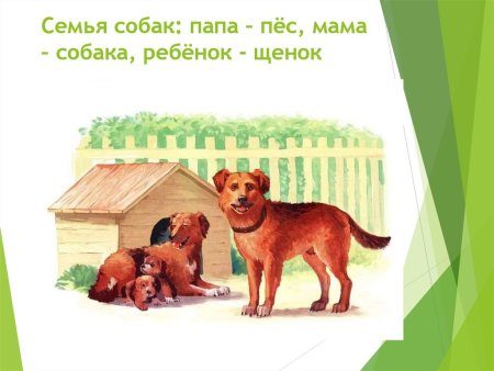 Собака мама папа