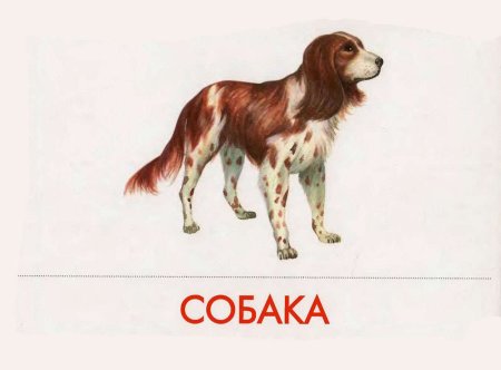 Карточки "домашние животные"