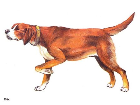 Домашние животные по отдельности