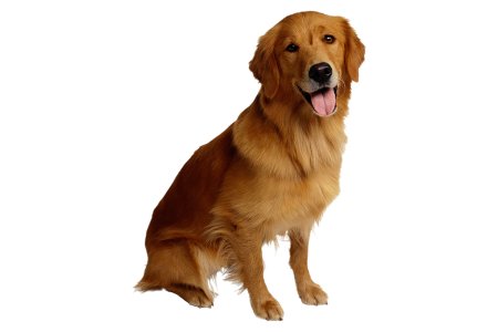 Собака без фона