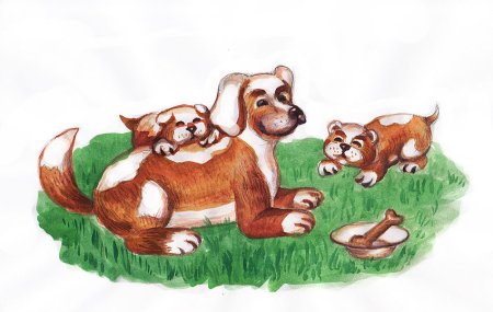 Собака заботится о щенках