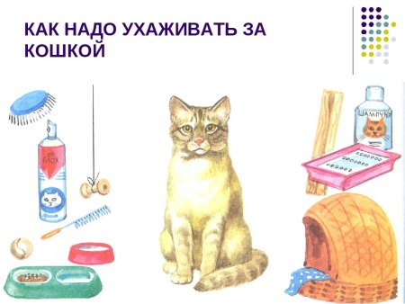 Предметы ухода за кошкой