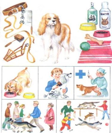 Как ухаживать за собакой