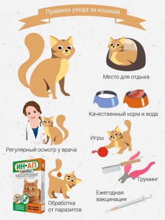 Раскраски для девочек кошки