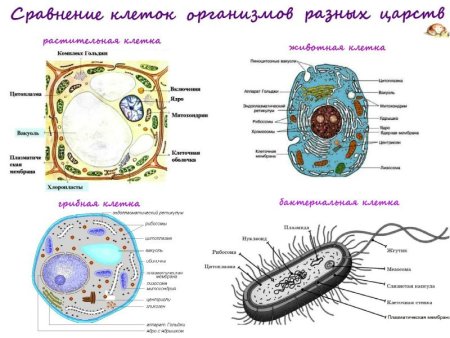 Структуры клетки грибов растений животных и бактерий
