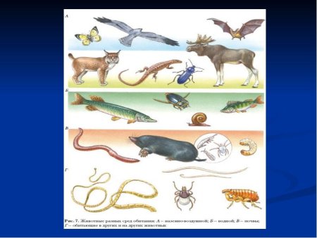 Среды обитания животных