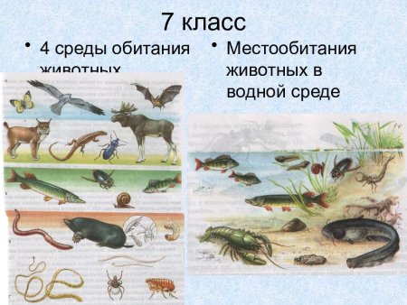 Среды обитания животных