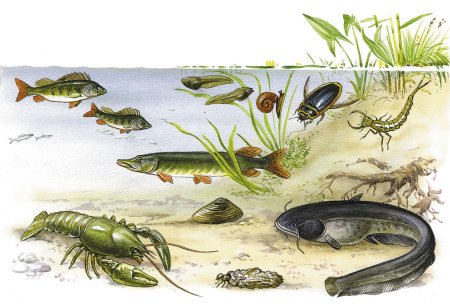 Речные обитатели