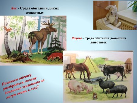 Животные по континентам