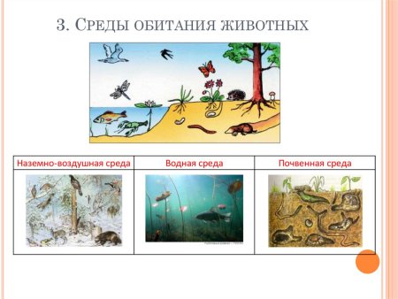 Среда обитания диких животных для детей