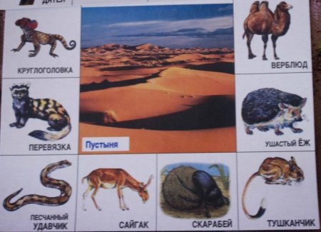 Среду обитания животного.