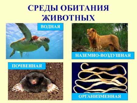 Наземно-воздушная среда обитания