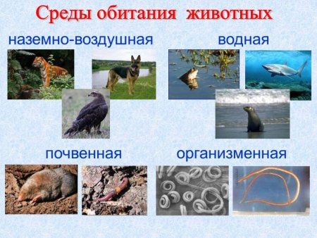 Почвенная среда обитания