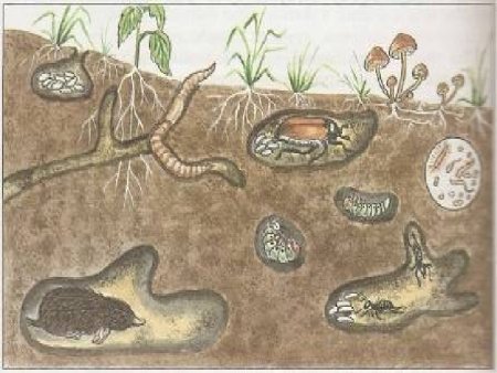 Среда обитания