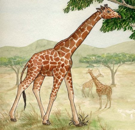 Среда обитания