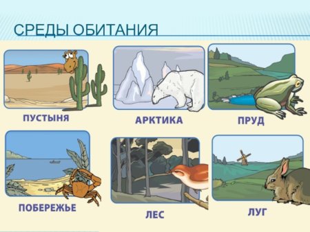 Обитатели водоемов для дошкольников