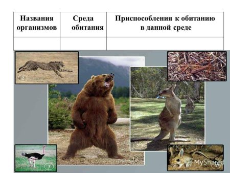 Экосистема примеры