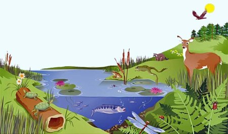 Наземно-воздушная среда обитания