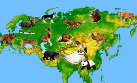 Лото животные леса