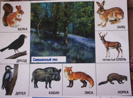 Расселить животных по этажам леса