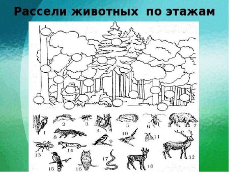 Среда обитания для дошкольников