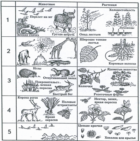 Адаптация животных