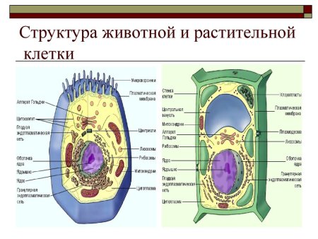 Схема строения животной и растительной клетки