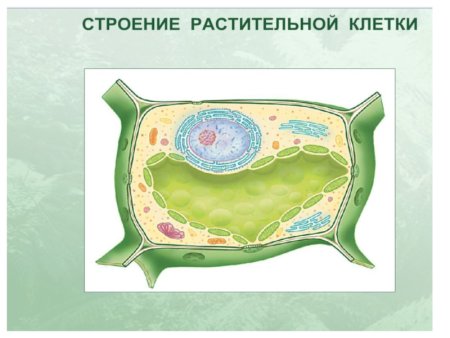 Структура растительной клетки