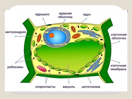 Растительная клетка 5 класс биология
