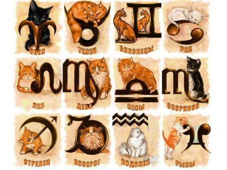 Котики по знаку зодиака