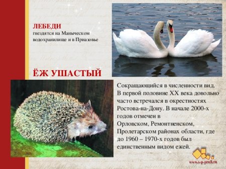 Красная книга глазами детей