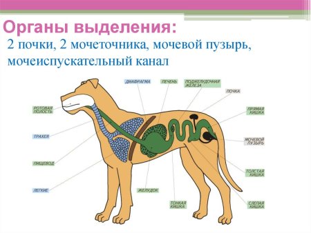 Выделительная система млекопитающих собака