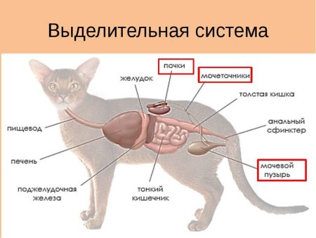 Система выделения млекопитающих