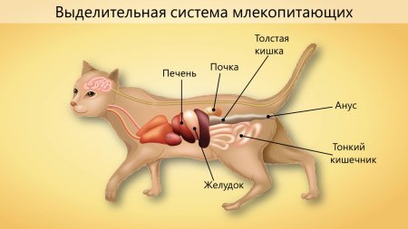 Пищеварительная дыхательная и выделительная системы собаки