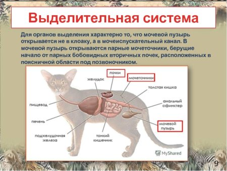 Система органов животных выделительная система