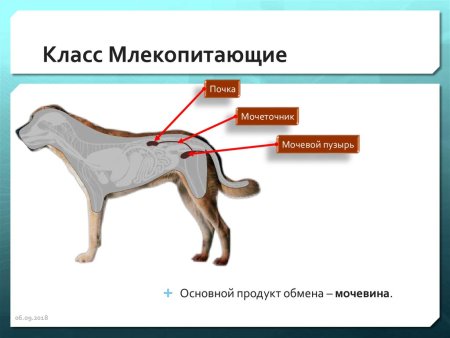 Выделительная система млекопитающих 7 класс