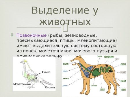Выделительная система млекопитающих 7 класс