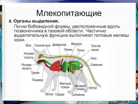 Строение выделительной системы млекопитающих