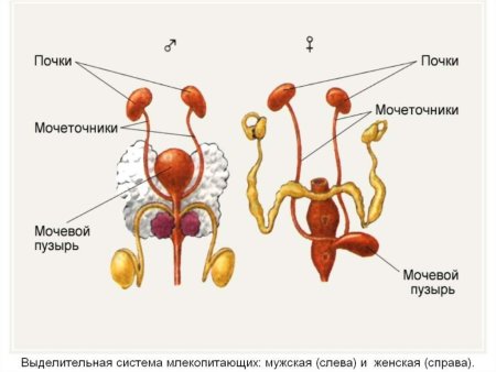 Мочеполовая система млекопитающих схема