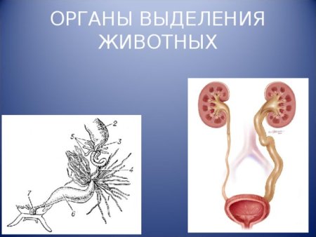 Органы выделения позвоночных животных