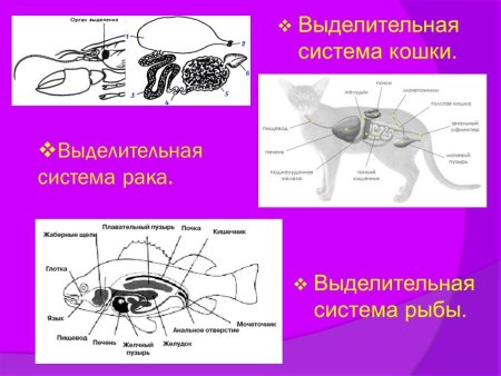 Выделительная система 6 класс биология