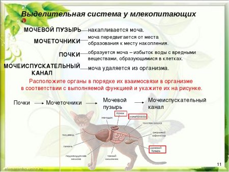 Строение выделительной системы млекопитающих