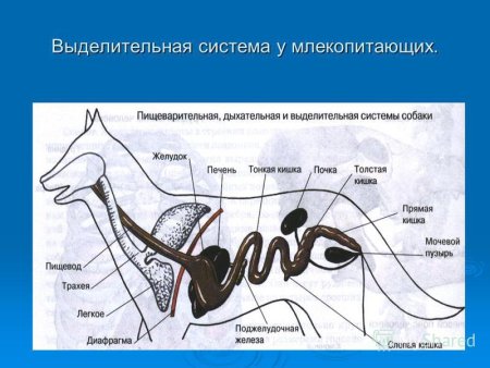 Система выделения млекопитающих