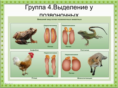 Органы выделения позвоночных животных