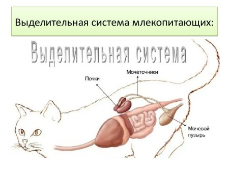 Строение мочеполовой системы кота