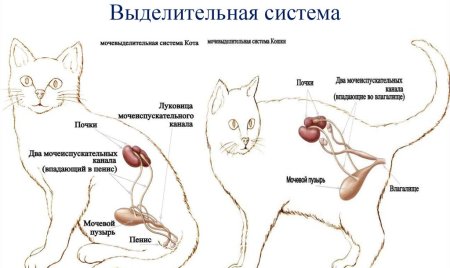 Анатомия мочевой системы у кота