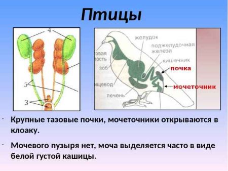 Выделительная система ракообразных 7 класс биология