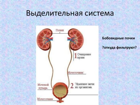 Строение выделительной системы млекопитающих