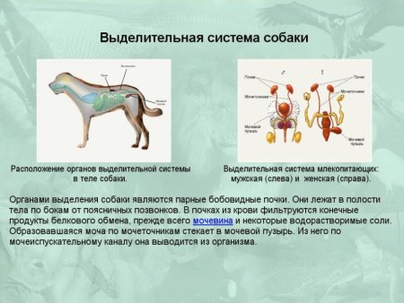 Выделительная система собаки схема